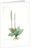 Neottia elata, Spiranthes sp; Néottie élancée, Tall ladiestresses by Pierre Joseph Redouté