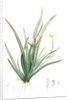 Moraea iridioides, Morée faux-iris; African Iris by Pierre Joseph Redouté