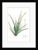Moraea iridioides, Morée faux-iris; African Iris by Pierre Joseph Redouté