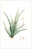 Moraea iridioides, Morée faux-iris; African Iris by Pierre Joseph Redouté