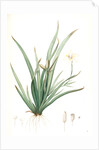 Moraea iridioides, Morée faux-iris; African Iris by Pierre Joseph Redouté