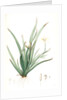 Moraea iridioides, Morée faux-iris; African Iris by Pierre Joseph Redouté