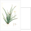Moraea iridioides, Morée faux-iris; African Iris by Pierre Joseph Redouté