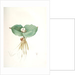 Kaempferia galanga, Kempférie galanga by Pierre Joseph Redouté