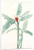 Musa coccinea by Pierre Joseph Redouté
