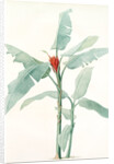Musa coccinea by Pierre Joseph Redouté