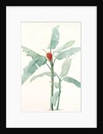 Musa coccinea by Pierre Joseph Redouté