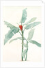 Musa coccinea by Pierre Joseph Redouté