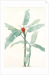 Musa coccinea by Pierre Joseph Redouté