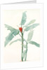Musa coccinea by Pierre Joseph Redouté