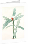 Musa coccinea by Pierre Joseph Redouté