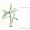 Musa coccinea by Pierre Joseph Redouté