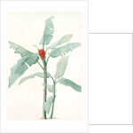 Musa coccinea by Pierre Joseph Redouté
