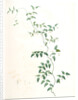 Medeola asparagoides, Asparagus asparagoides by Pierre Joseph Redouté