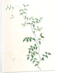 Medeola asparagoides, Asparagus asparagoides by Pierre Joseph Redouté