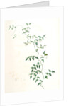 Medeola asparagoides, Asparagus asparagoides by Pierre Joseph Redouté