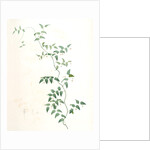 Medeola asparagoides, Asparagus asparagoides by Pierre Joseph Redouté