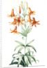 Lilium penduliflorum, Lis à fleurs pendantes by Pierre Joseph Redouté