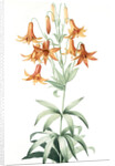 Lilium penduliflorum, Lis à fleurs pendantes by Pierre Joseph Redouté