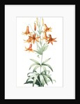 Lilium penduliflorum, Lis à fleurs pendantes by Pierre Joseph Redouté