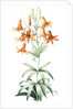 Lilium penduliflorum, Lis à fleurs pendantes by Pierre Joseph Redouté