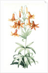 Lilium penduliflorum, Lis à fleurs pendantes by Pierre Joseph Redouté