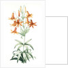 Lilium penduliflorum, Lis à fleurs pendantes by Pierre Joseph Redouté