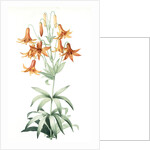 Lilium penduliflorum, Lis à fleurs pendantes by Pierre Joseph Redouté