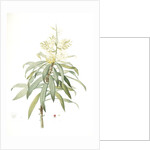 Dracoena reflexa, Dracaena sp; Dragonnier à feuilles réfléchies, Song of India; Pleomele or Maylasian draceana by Pierre Joseph Redouté