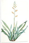 Phormium tenax, Phormium tenax; Phormium lin de la Nouvelle-Zèlande; New Zealand Faux by Pierre Joseph Redouté