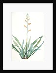 Phormium tenax, Phormium tenax; Phormium lin de la Nouvelle-Zèlande; New Zealand Faux by Pierre Joseph Redouté