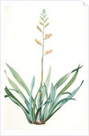 Phormium tenax, Phormium tenax; Phormium lin de la Nouvelle-Zèlande; New Zealand Faux by Pierre Joseph Redouté