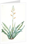 Phormium tenax, Phormium tenax; Phormium lin de la Nouvelle-Zèlande; New Zealand Faux by Pierre Joseph Redouté
