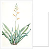 Phormium tenax, Phormium tenax; Phormium lin de la Nouvelle-Zèlande; New Zealand Faux by Pierre Joseph Redouté