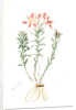 Alstroemeria Pelegrina, Lily of Lima, Peruvian Lily by Pierre Joseph Redouté