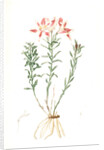 Alstroemeria Pelegrina, Lily of Lima, Peruvian Lily by Pierre Joseph Redouté