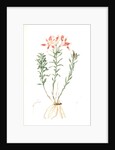 Alstroemeria Pelegrina, Lily of Lima, Peruvian Lily by Pierre Joseph Redouté