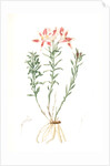 Alstroemeria Pelegrina, Lily of Lima, Peruvian Lily by Pierre Joseph Redouté