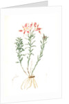 Alstroemeria Pelegrina, Lily of Lima, Peruvian Lily by Pierre Joseph Redouté