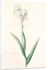 Iris Swertii, Iris de Swert, Tall bearded Iris by Pierre Joseph Redouté