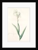 Iris Swertii, Iris de Swert, Tall bearded Iris by Pierre Joseph Redouté