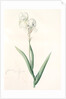 Iris Swertii, Iris de Swert, Tall bearded Iris by Pierre Joseph Redouté