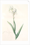 Iris Swertii, Iris de Swert, Tall bearded Iris by Pierre Joseph Redouté