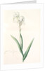 Iris Swertii, Iris de Swert, Tall bearded Iris by Pierre Joseph Redouté