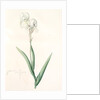 Iris Swertii, Iris de Swert, Tall bearded Iris by Pierre Joseph Redouté