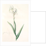 Iris Swertii, Iris de Swert, Tall bearded Iris by Pierre Joseph Redouté