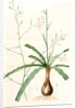 Scilla Pomeridiana, Chlorogalum pomeridianum; Scille de l'après-midi by Pierre Joseph Redouté