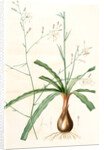 Scilla Pomeridiana, Chlorogalum pomeridianum; Scille de l'après-midi by Pierre Joseph Redouté