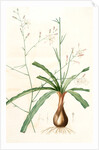 Scilla Pomeridiana, Chlorogalum pomeridianum; Scille de l'après-midi by Pierre Joseph Redouté