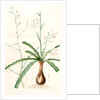 Scilla Pomeridiana, Chlorogalum pomeridianum; Scille de l'après-midi by Pierre Joseph Redouté